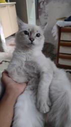 Lost Female Cat last seen Rua travessa Messejana 21, Rocha Miranda, RJ 