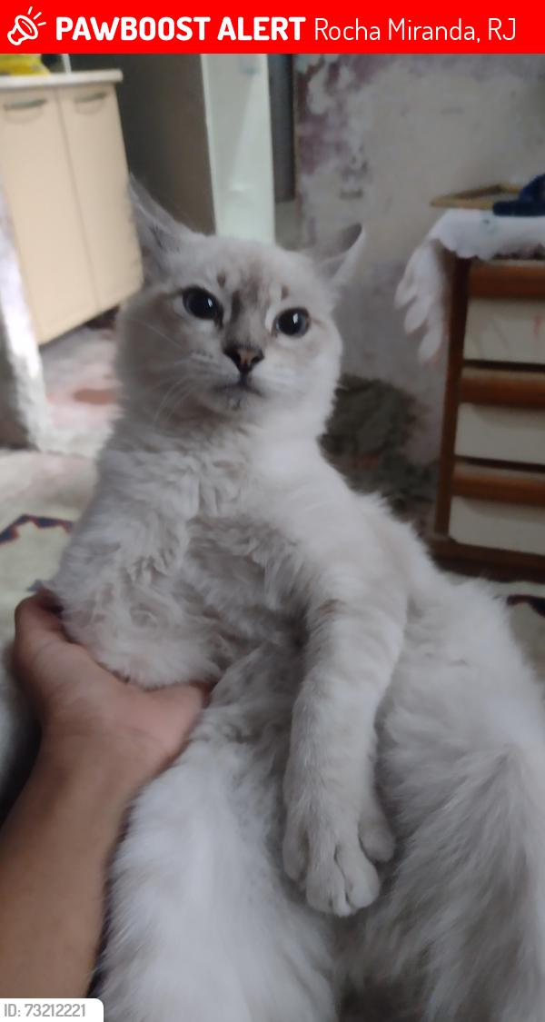 Lost Female Cat last seen Rua travessa Messejana 21, Rocha Miranda, RJ 