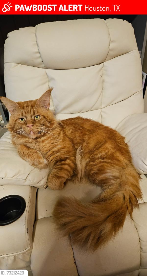 Lost Male Cat last seen Somerset Knolls, Houston, TX 77094