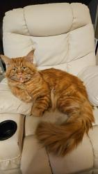 Lost Male Cat last seen Somerset Knolls, Houston, TX 77094