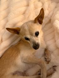 Reunited Female Dog last seen Elata st oakleigh, Oakleigh, VIC 3166
