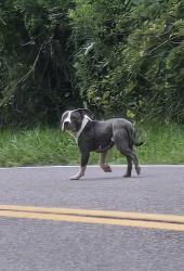 Found/Stray Unknown Dog last seen Wells Road near Suson Park, Tesson Ferry Township, MO 63128