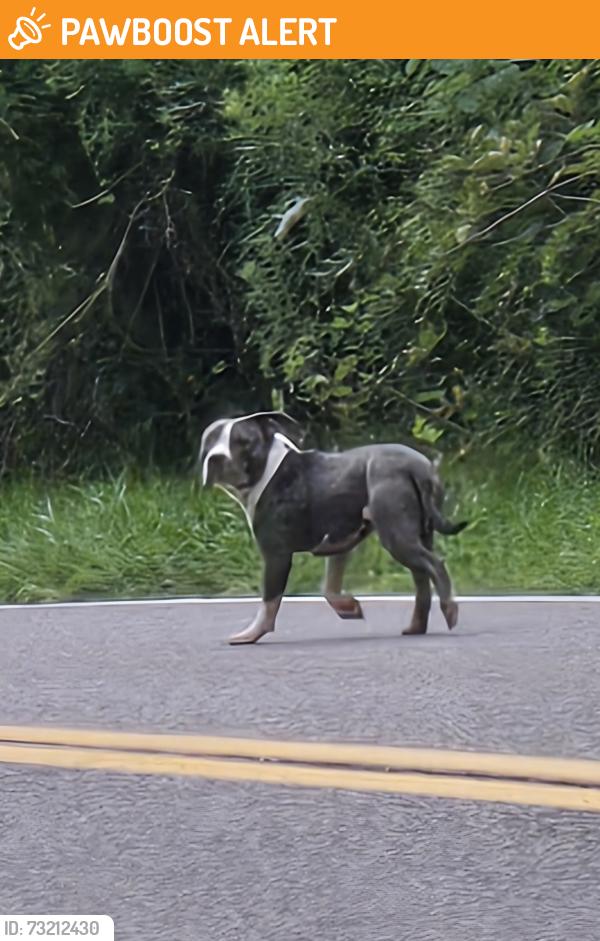 Found/Stray Unknown Dog last seen Wells Road near Suson Park, Tesson Ferry Township, MO 63128