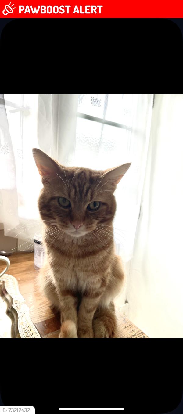 Lost Male Cat last seen Meadway stop, Twickenham, England 