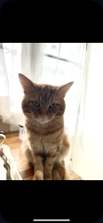 Lost Male Cat last seen Meadway stop, Twickenham, England 
