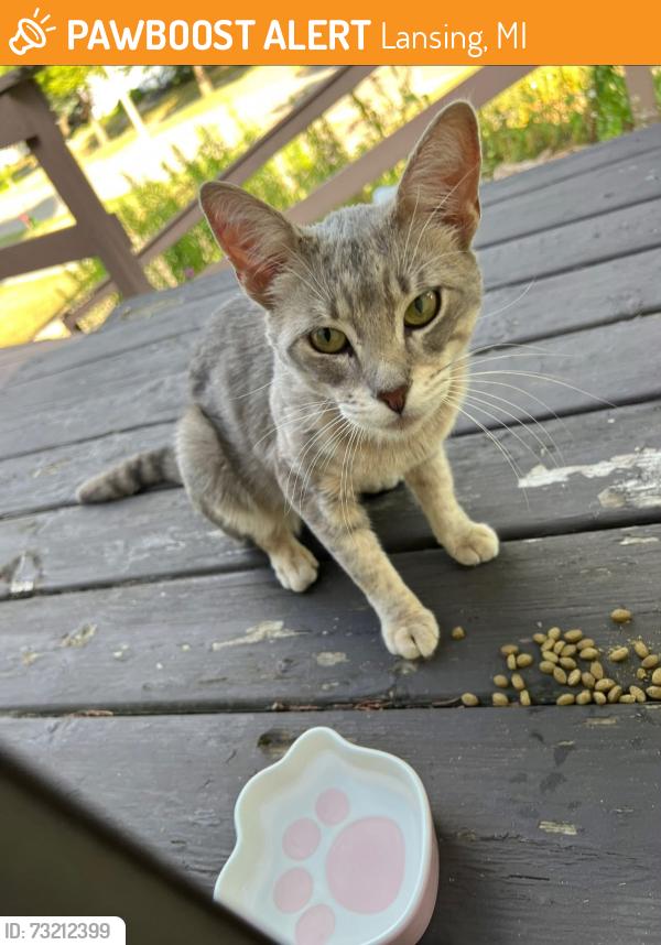 Found/Stray Male Cat last seen Pettis/Boston, Lansing, MI 48910