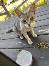 Found/Stray Male Cat last seen Pettis/Boston, Lansing, MI 48910