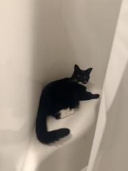 Reunited Female Cat last seen Wisconsin&R st, Washington, DC 20009