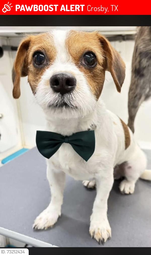 Lost Male Dog last seen Red Fox Crosby Texas, Crosby, TX 77532