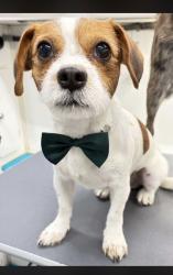 Lost Male Dog last seen Red Fox Crosby Texas, Crosby, TX 77532
