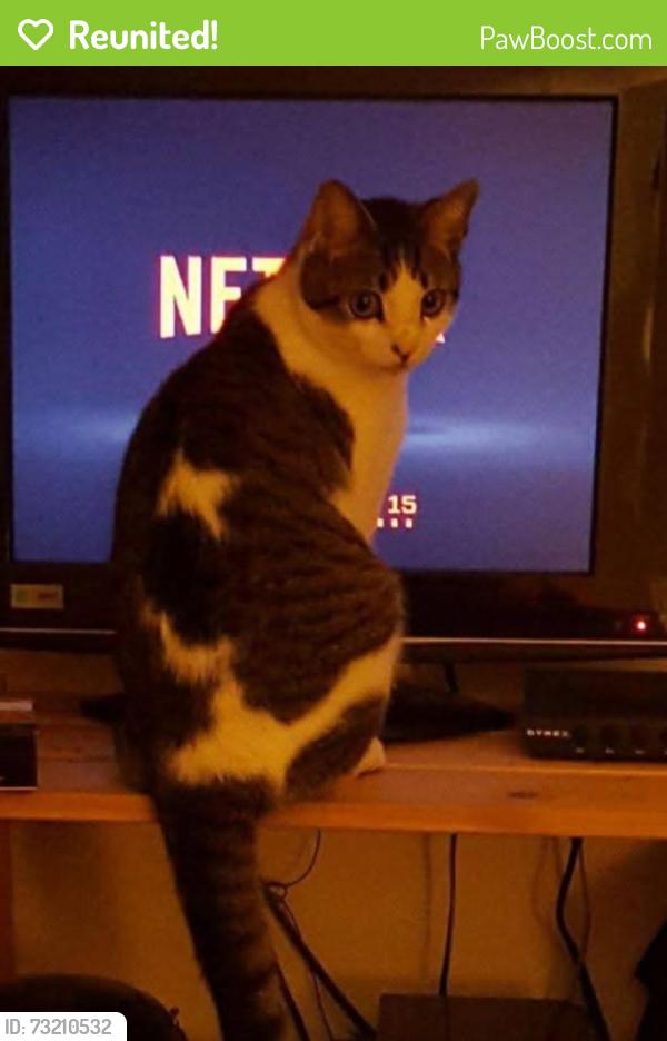Reunited Male Cat last seen MacArthur Dr, Warwick, RI 02889