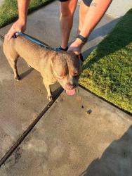 Reunited Male Dog last seen Bridgeview neighborhood, Tarrant County, TX 76131