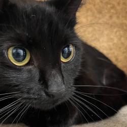 Shelter Stray Unknown Cat last seen , Animal Care & Control Team of Philly, 111 W Hunting Park Ave, Philadelphia, PA 19140, USA
