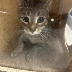 Shelter Stray Unknown Cat last seen , Animal Care & Control Team of Philly, 111 W Hunting Park Ave, Philadelphia, PA 19140, USA