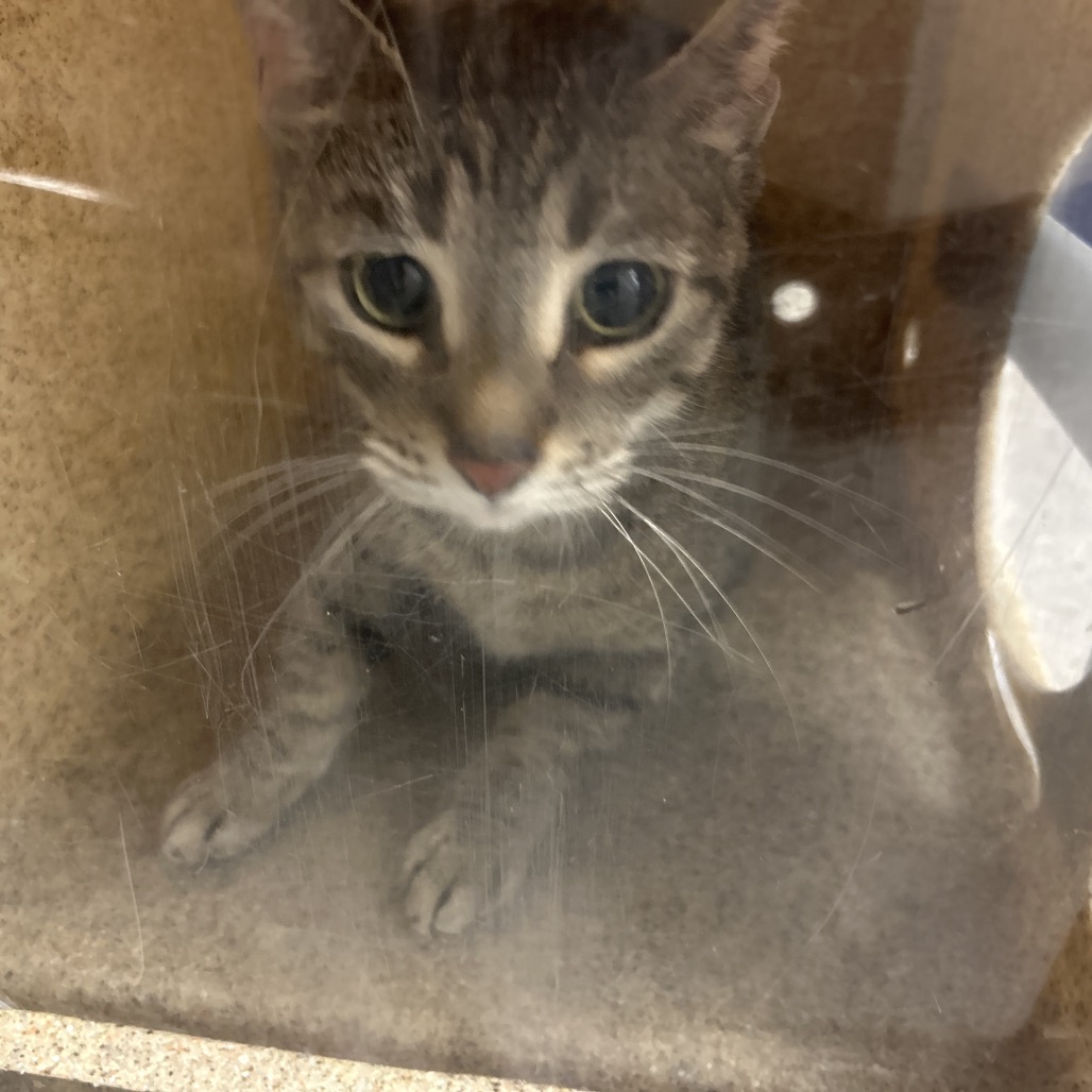 Shelter Stray Unknown Cat last seen , Animal Care & Control Team of Philly, 111 W Hunting Park Ave, Philadelphia, PA 19140, USA