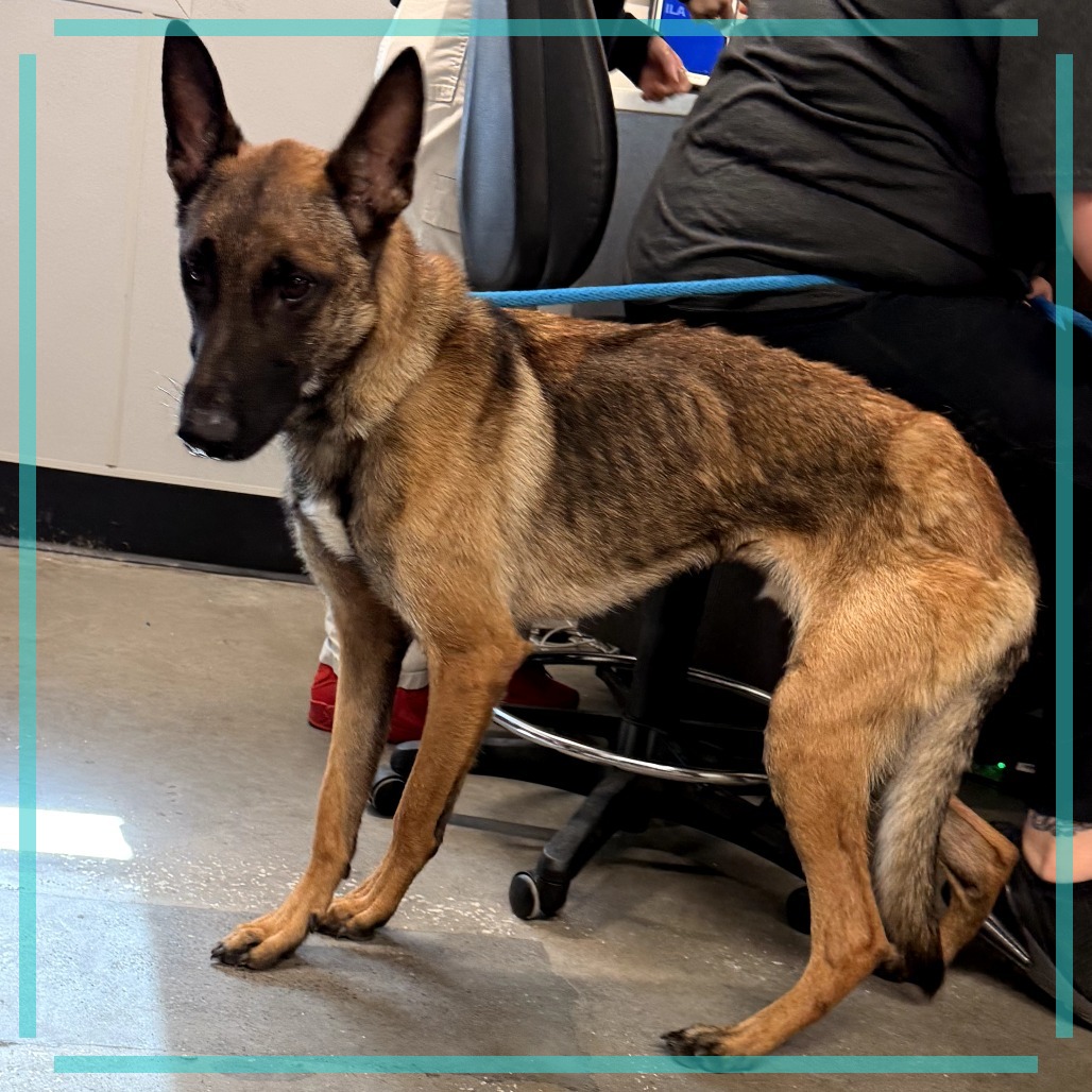 Shelter Stray Male Dog last seen , 3607 N Armenia Ave, Tampa, FL 33607, USA