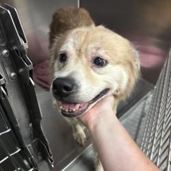 Shelter Stray Female Dog last seen , 3173 K-68 Hwy, Ottawa, KS 66067, USA