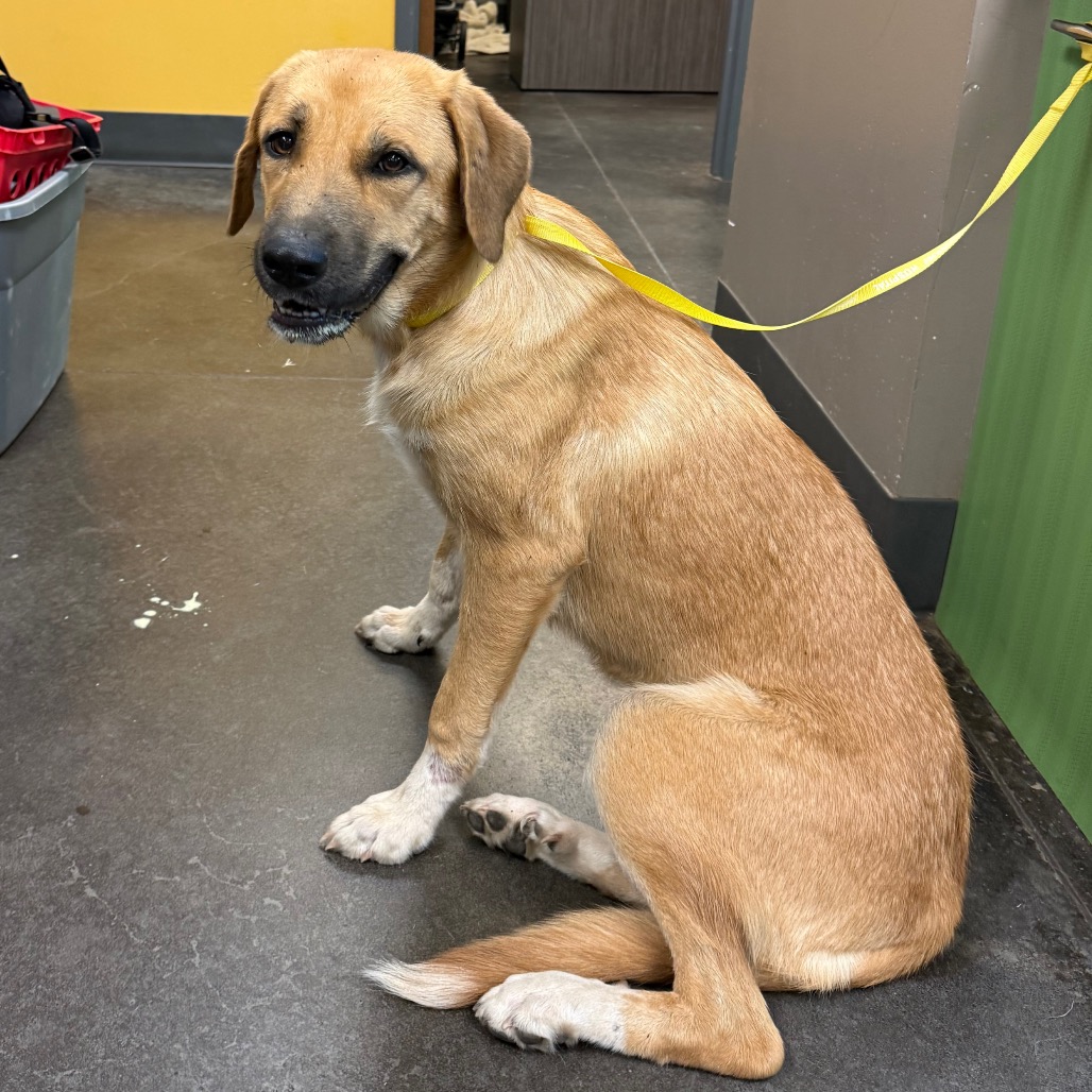 Shelter Stray Female Dog last seen , 3428 S Jenkins Ave, Norman, OK 73072, USA