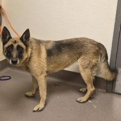 Shelter Stray Female Dog last seen , 3428 S Jenkins Ave, Norman, OK 73072, USA