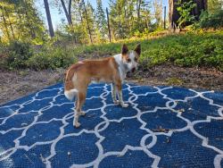Lost Male Dog last seen Brack, Jameson, west dry creek, Healdsburg, CA 95448