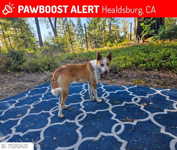 Lost Male Dog last seen Brack, Jameson, west dry creek, Healdsburg, CA 95448