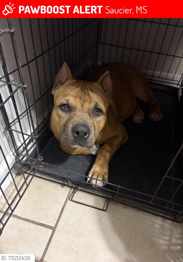 Lost Male Dog last seen Highway 67 before you get to 49, Saucier, MS 39574