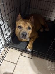 Lost Male Dog last seen Highway 67 before you get to 49, Saucier, MS 39574