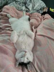 Lost Male Cat last seen Handsome ville road, Rochester, NH 03839