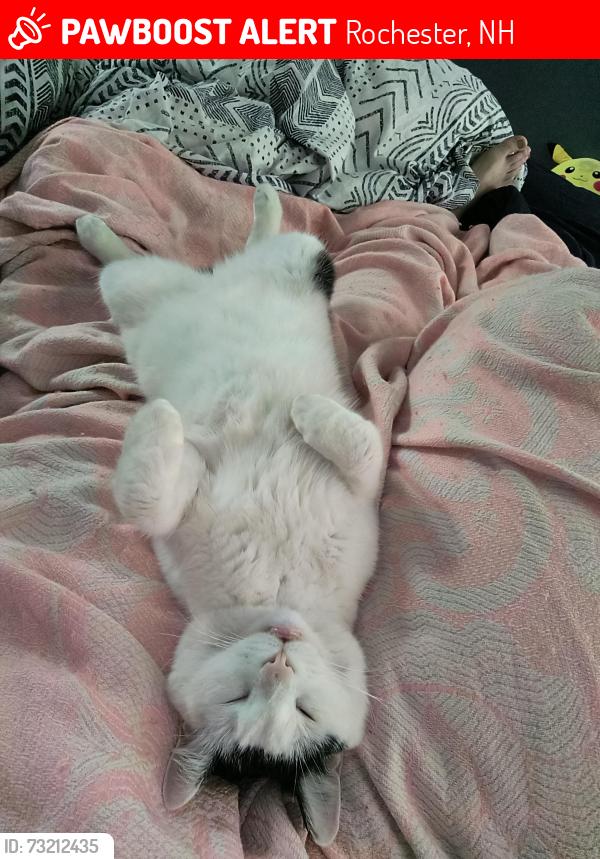Lost Male Cat last seen Handsome ville road, Rochester, NH 03839
