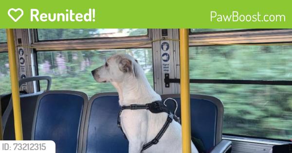 Reunited Female Dog last seen Cornwall street clackamas county, Clackamas County, OR 