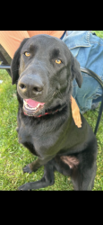 Reunited Male Dog last seen E. Congress, Colton, CA 92324