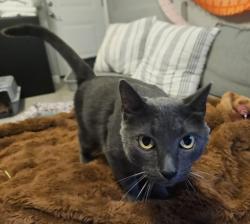 Found/Stray Male Cat last seen Log Providence, Three Creeks Township, MO 65010