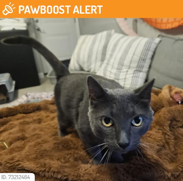 Found/Stray Male Cat last seen Log Providence, Three Creeks Township, MO 65010