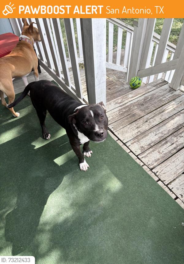 Found/Stray Male Dog last seen Sherman and N Pine, San Antonio, TX 78202