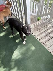 Found/Stray Male Dog last seen Sherman and N Pine, San Antonio, TX 78202