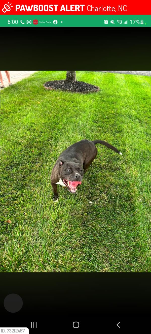 Lost Male Dog last seen Leacroft villages, Charlotte, NC 28269