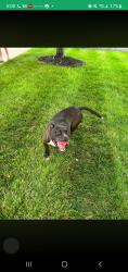 Lost Male Dog last seen Leacroft villages, Charlotte, NC 28269