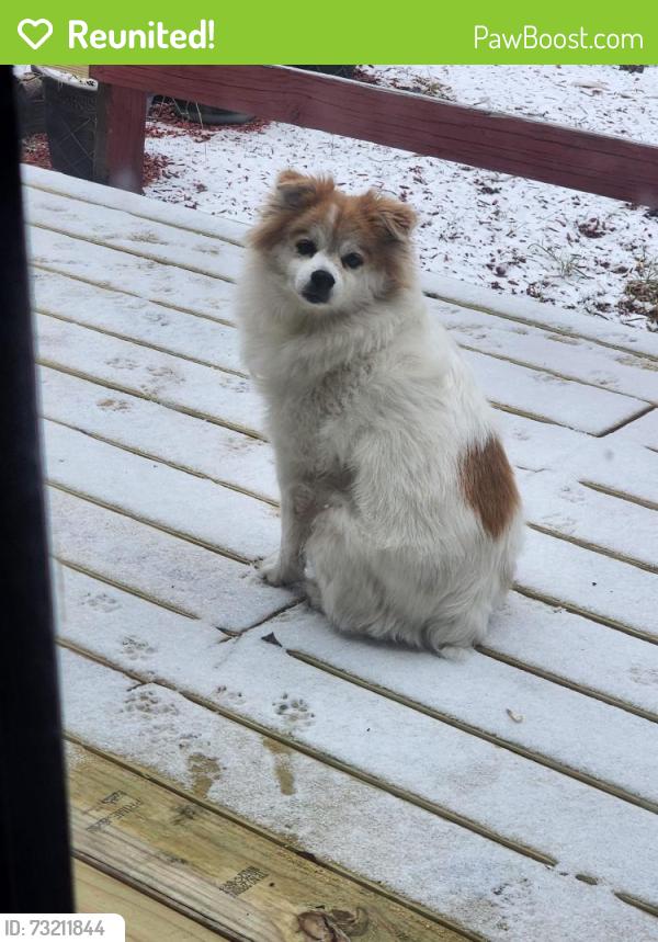 Reunited Male Dog last seen North 2nd street in Machesney Park, Machesney Park, IL 61115