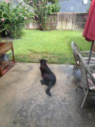 Reunited Male Dog last seen Fry Road and Westheimer Parkway, Cinco Ranch Equestrian Village, TX 77450
