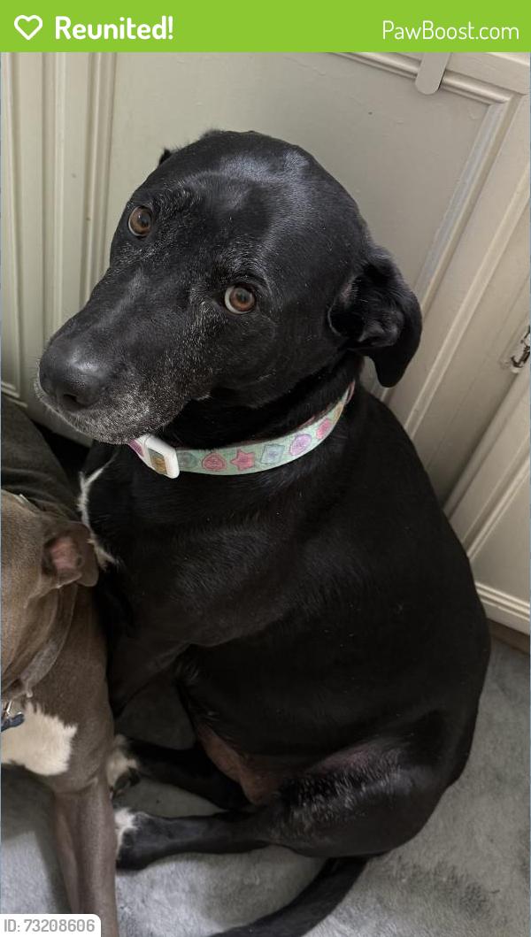 Reunited Female Dog last seen Pompei Pl and crestdale ln, Las Vegas, NV 89144
