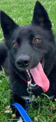 Shelter Stray Male Dog last seen , 5302 Stone St, Chattanooga, TN 37412, USA