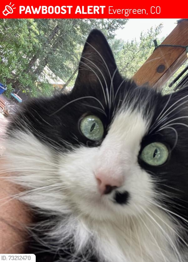 Lost Female Cat last seen S Twin Spruce Dr and Stanley Park Rd, Evergreen, CO 80439