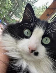 Lost Female Cat last seen S Twin Spruce Dr and Stanley Park Rd, Evergreen, CO 80439