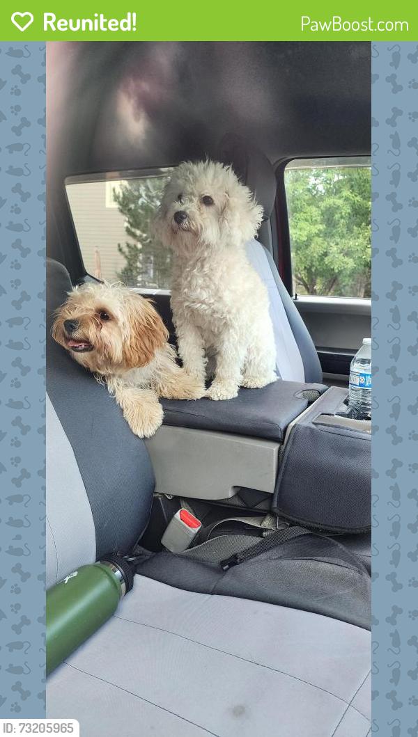 Reunited Male Dog last seen Rustic Lumber Co. Or North of B'mans BBQ, Sedalia, CO 80135