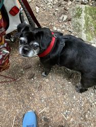 Reunited Female Dog last seen 34th Street Loop NE & 55th Ave NE, Tacoma, WA 98422