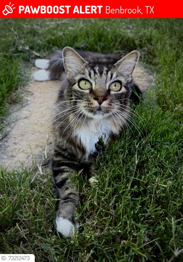Lost Male Cat last seen Magnolia St, Benbrook 76126, Benbrook, TX 76126