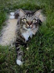 Lost Male Cat last seen Magnolia St, Benbrook 76126, Benbrook, TX 76126