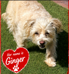 Reunited Female Dog last seen Deanna Way and Fallon St., Henderson, NV 89074
