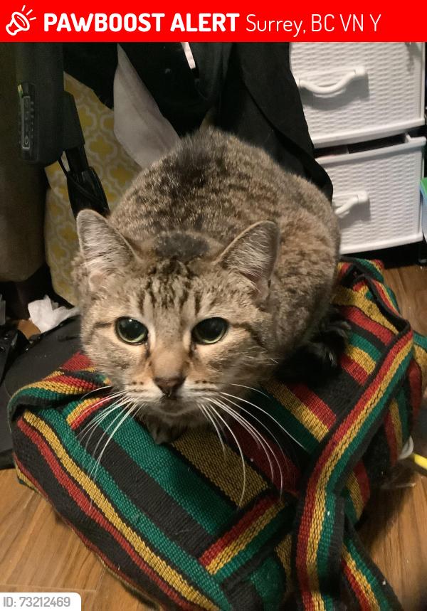 Lost Female Cat last seen Clayton hights, Surrey, BC V4N 5Y1