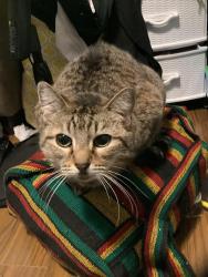 Lost Female Cat last seen Clayton hights, Surrey, BC V4N 5Y1